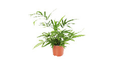 Assorted Mixed Fern Planters 155mm 