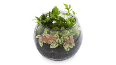 Glass Terrarium 15cm 