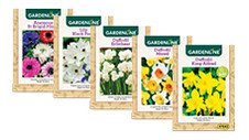 Assorted Packet Bulbs 