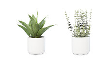 Decorative Faux Plants - Aloe, Agave or Eucalyptus 