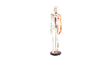 Human Skeleton Model 85cm 