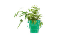 Fern Planter 