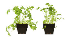 Tomato and Herb Seedlings 100mm 