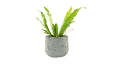 Fern in Ceramic Pot 