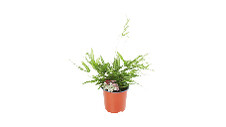 Freckle Face Fern Planters 155mm 