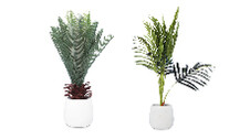 Decorative Faux Plants - Monstera, Palms or Peace Lilly 