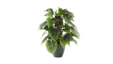 Potted Artificial Leafy Dieffenbachia 