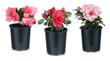 Assorted Azaleas 125mm 