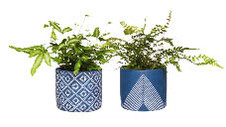 Ferns in Decorative Pots 