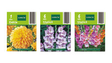 Assorted Dahlia and Gladioli Packet Bulbs 