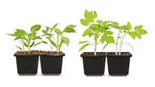 Vegetable Seedlings 4pk 