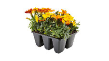 Mixed Herbs and Flowers 6pk 